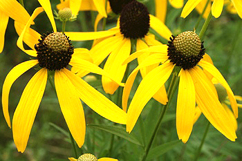 Gray-headed coneflower